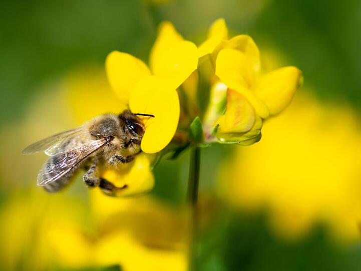 Eine Biene zieht Nektar aus einer gelben Wiesenblume. Foto: Fabian Sommer/dpa/Archivbild