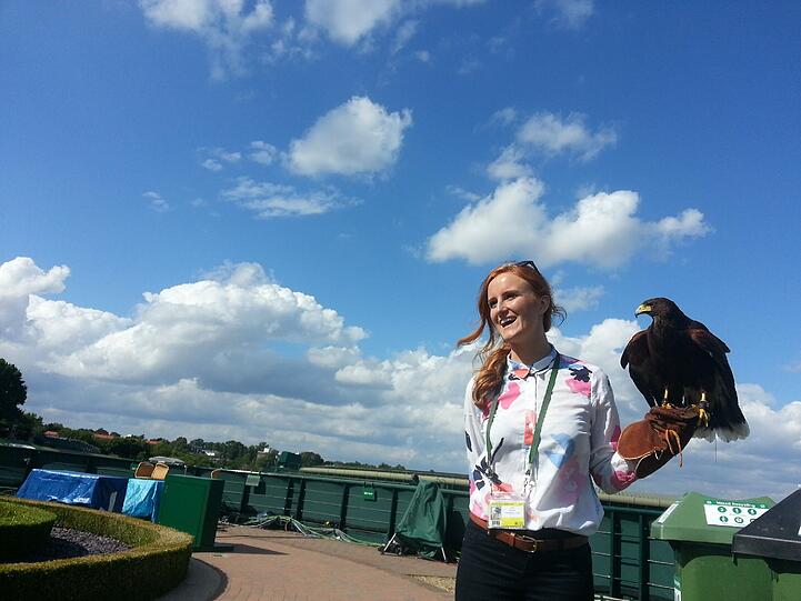 Der Taubenschreck von Wimbledon: Falke Rufus.