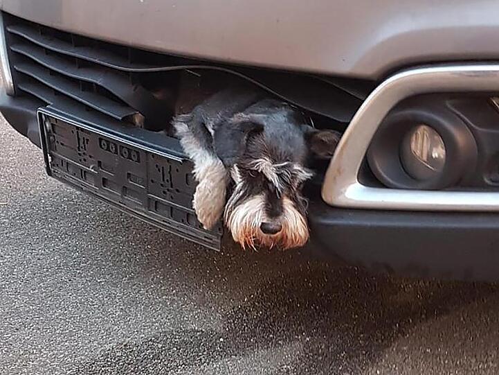Einmal und nie wieder: Zwergschnauzer Tero steckt im Kühlergrill eines Autos.