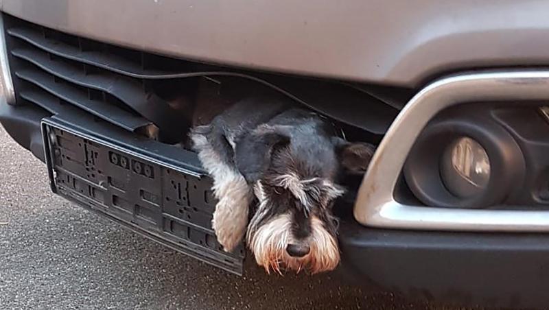 Einmal und nie wieder: Zwergschnauzer Tero steckt im Kühlergrill eines Autos. Einmal und nie wieder: Zwergschnauzer Tero steckt im Kühlergrill eines Autos.
