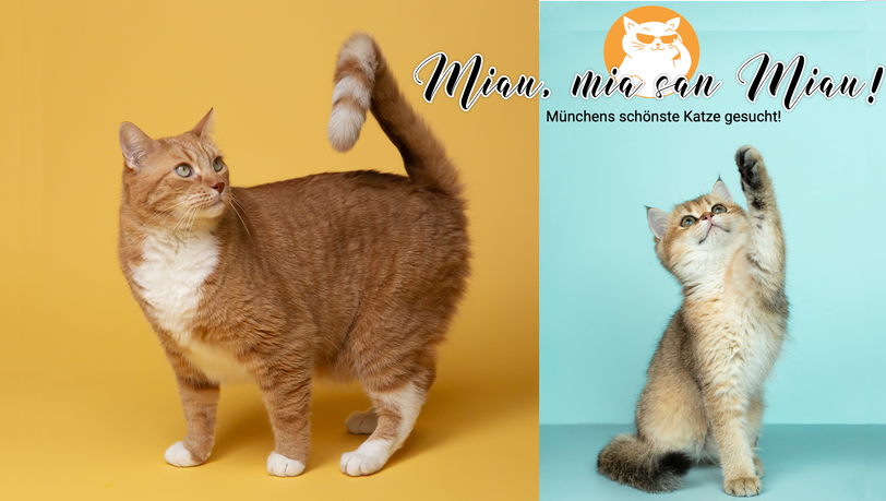 Ganz gleich, ob Ihre Katze oder Ihr Kater dick oder dünn, getigert oder unifarben, lang- oder kurzhaarig: Auf die Ausstrahlung kommt es an, die auf dem Foto rüber kommt! Jetzt Lieblingsfoto hochladen und tolle Preise von Fressnapf gewinnen!