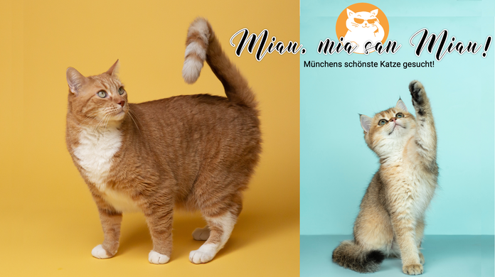 Ganz gleich, ob Ihre Katze oder Ihr Kater dick oder dünn, getigert oder unifarben, lang- oder kurzhaarig: Auf die Ausstrahlung kommt es an, die auf dem Foto rüber kommt! Jetzt Lieblingsfoto hochladen und tolle Preise von Fressnapf gewinnen!