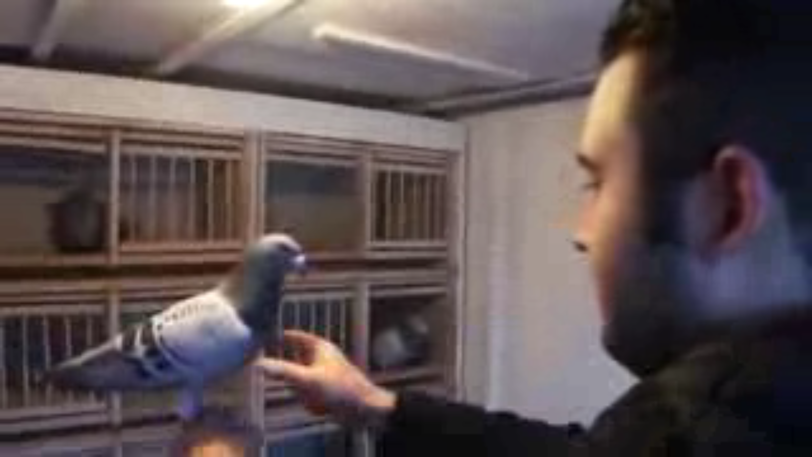 Nico Bauer (22) mit seinem Liebling "Dicker" - auch diese Taube wurde gestohlen.