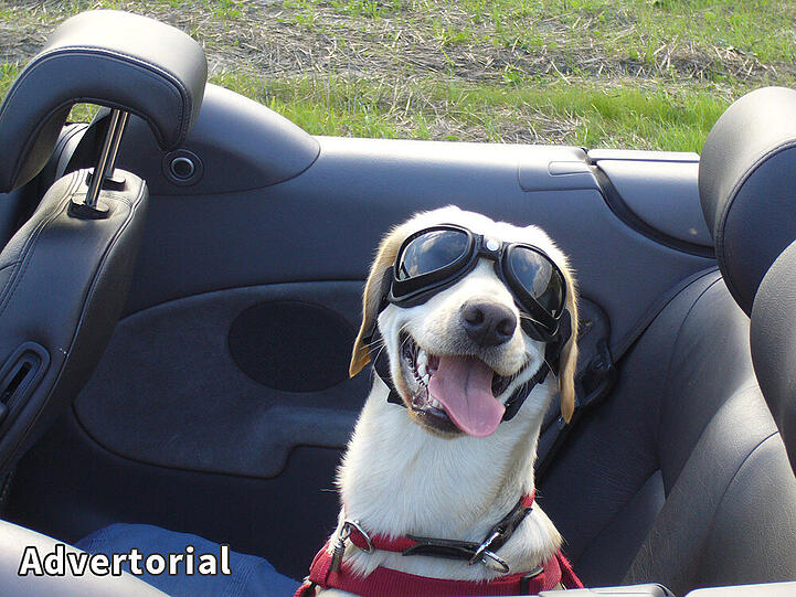 Hunde sollten am besten schon lange vor der Reise ans Autofahren gewöhnt werden.