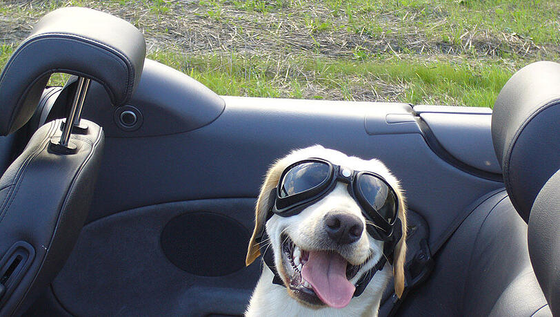 Hunde sollten am besten schon lange vor der Reise ans Autofahren gewöhnt werden. Hunde sollten am besten schon lange vor der Reise ans Autofahren gewöhnt werden.