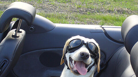 Hunde sollten am besten schon lange vor der Reise ans Autofahren gewöhnt werden.