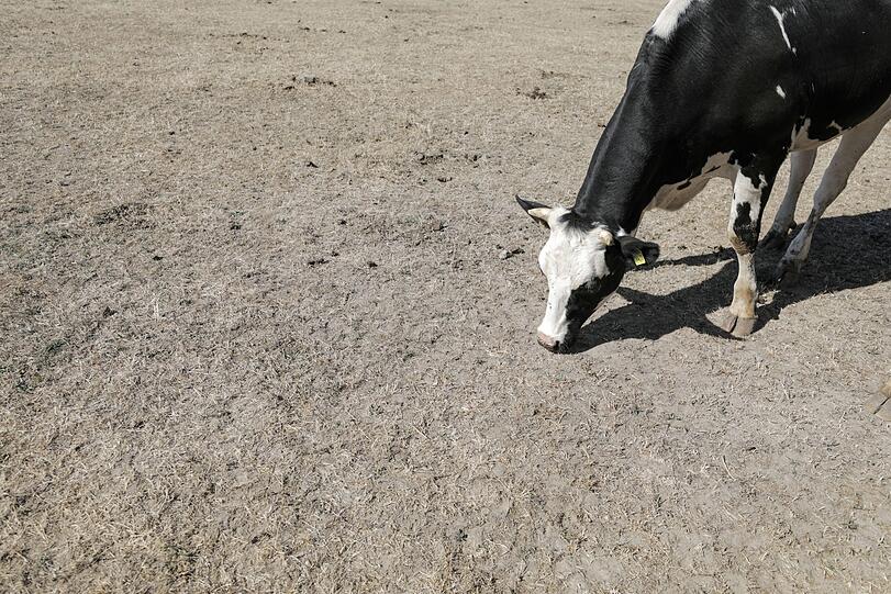 Sachsen, Ballendorf: Eine Kuh versucht, auf einer vertrockneten Weide noch etwas Futter zu finden. Hitze und Trockenheit machten den Bauern im Sommer 2018 zu schaffen.