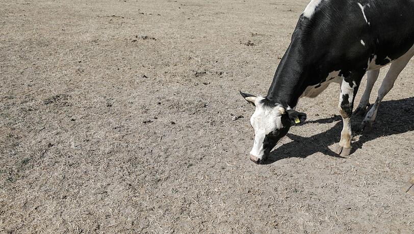 Sachsen, Ballendorf: Eine Kuh versucht, auf einer vertrockneten Weide noch etwas Futter zu finden. Hitze und Trockenheit machten den Bauern im Sommer 2018 zu schaffen. Sachsen, Ballendorf: Eine Kuh versucht, auf einer vertrockneten Weide noch etwas Futter zu finden. Hitze und Trockenheit machten den Bauern im Sommer 2018 zu schaffen.