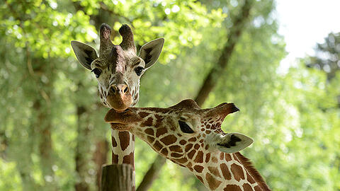 Die beiden Netzgiraffen im Tierpark Hellabrunn: Bahati und Naledi.