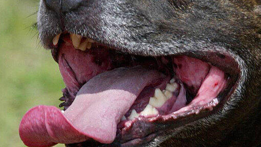 Eine Hundemeute hat sich im niederbayerischen Riedenburg auf ein Mädchen gestürzt und das Kind verletzt - sie wollte ihren kleinen Terrier schützen. (Symbolbild) Eine Hundemeute hat sich im niederbayerischen Riedenburg auf ein Mädchen gestürzt und das Kind verletzt - sie wollte ihren kleinen Terrier schützen. (Symbolbild)