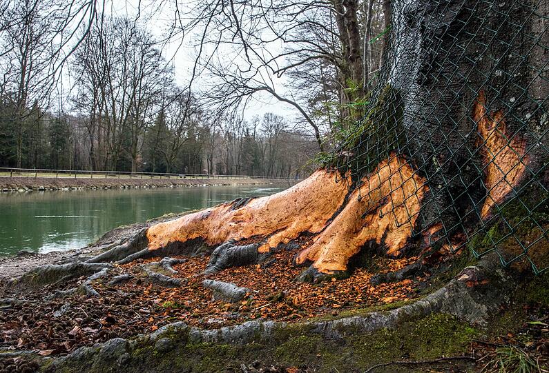 Der Biber fühlt sich an der Isar offenbar so richtig wohl und lässt es sich schmecken. Schön ist das nicht, beunruhigt muss wegen der Biber-Schäden aber niemand sein.