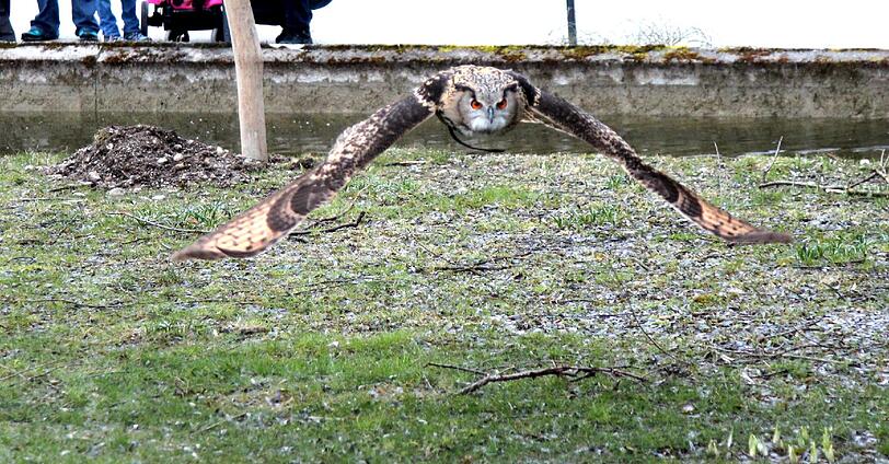 Die Greifvogel-Show im Tierpark hat jetzt eine richtige Zuschauertribüne bekommen. Am Dienstag wurde sie eröffnet.