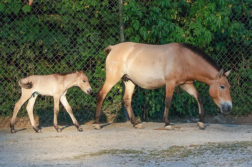 Nach zehnjähriger Pause ist im Juli erstmals wieder ein Przewalski-Fohlen auf die Welt gekommen. Nach zehnjähriger Pause ist im Juli erstmals wieder ein Przewalski-Fohlen auf die Welt gekommen.