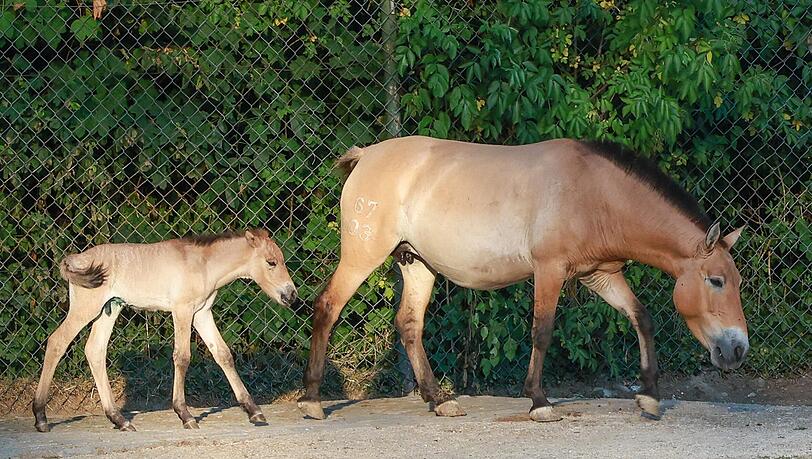 Nach zehnjähriger Pause ist im Juli erstmals wieder ein Przewalski-Fohlen auf die Welt gekommen. Nach zehnjähriger Pause ist im Juli erstmals wieder ein Przewalski-Fohlen auf die Welt gekommen.