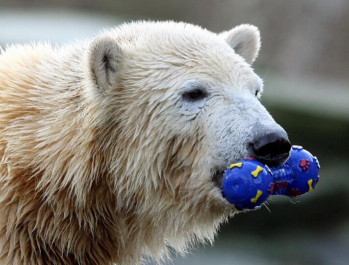 Eisbär Knut trieb leblos im Wasser seines Geheges.