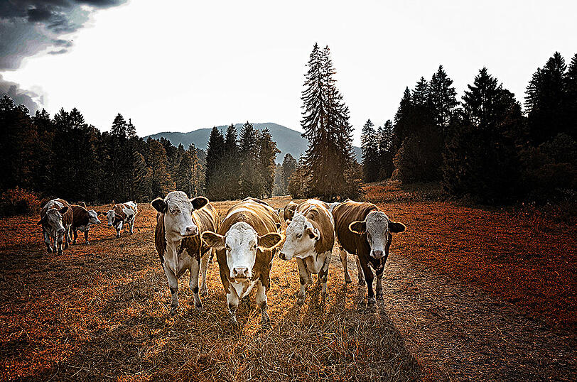 Platz 10: "Der Weg zum Steak", Andrea Bahr. Mehr als die Hälfte der Bayern würde laut der Verbraucherumfrage "Ernährung in Bayern" (April 2017) gern ihr Wissen über die Herkunft von Frischfleisch und Wurstwaren vertiefen.