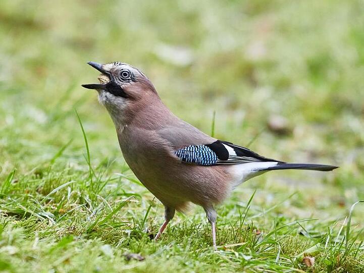 Ein Eichelhäher ist in einem Garten eine Erdnuss. Foto: Georg Wendt/dpa/Archivbild