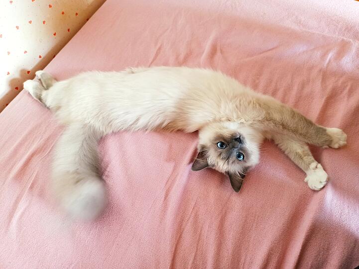 Toffee