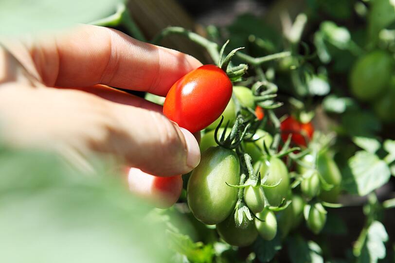 Viele Menschen sehen die Tomate als Gem&uuml;se. Doch da gibt es mehrere Meinungen. Tats&auml;chlich z&auml;hlt die Tomatenpflanze zur Familie der Nachtschattengew&auml;chse und ist mit Pflanzen wie der Tollkirsche verwandt. Demnach handelt es sich also nicht, wie angenommen, um eine Gem&uuml;sesorte, sondern um eine Frucht ...
