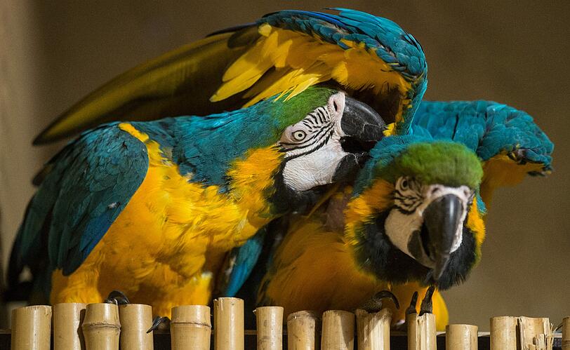 So balzt der Hellabrunn-Bewohner: Am Valentinstag bietet der Tierpark spezielle Führungen zum Liebesleben der Tiere an.