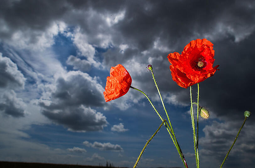 Klatschmohn vor dunkler Wolkenkulisse. Das Wetter präsentiert sich weiter wenig sommerlich. Foto: Jens Büttner