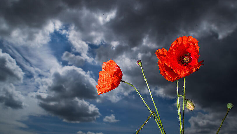 Klatschmohn vor dunkler Wolkenkulisse. Das Wetter präsentiert sich weiter wenig sommerlich. Foto: Jens Büttner Klatschmohn vor dunkler Wolkenkulisse. Das Wetter präsentiert sich weiter wenig sommerlich. Foto: Jens Büttner