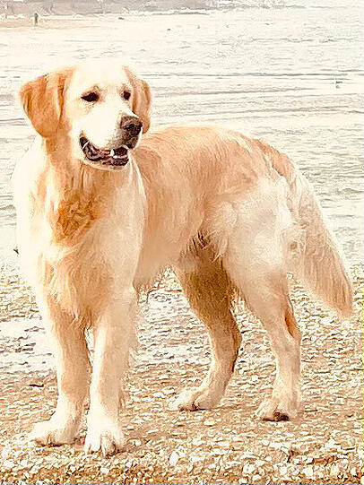 Camillo
