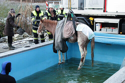 Die Feuerwehr hievt Carmino aus dem Schwimmbecken.