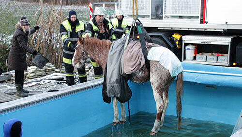 Die Feuerwehr hievt Carmino aus dem Schwimmbecken. Die Feuerwehr hievt Carmino aus dem Schwimmbecken.