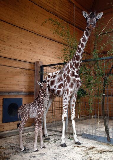 Familienzuwachs bei den Giraffen im Tierpark Hellabrunn: Mitte März brachte Mama Kabonga einen gesunden kleinen Giraffenbullen zur Welt. Einen Namen hat der Bub zwar noch nicht - aber ist jetzt schon ein kleiner Star.