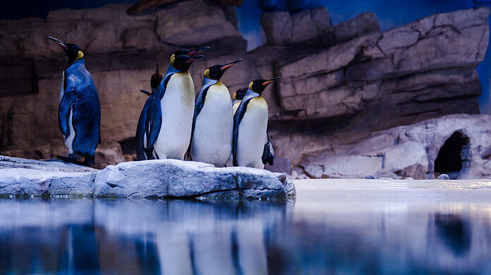 Alle schick und neu: Die Königspinguine haben sich schon gut eingewöhnt.