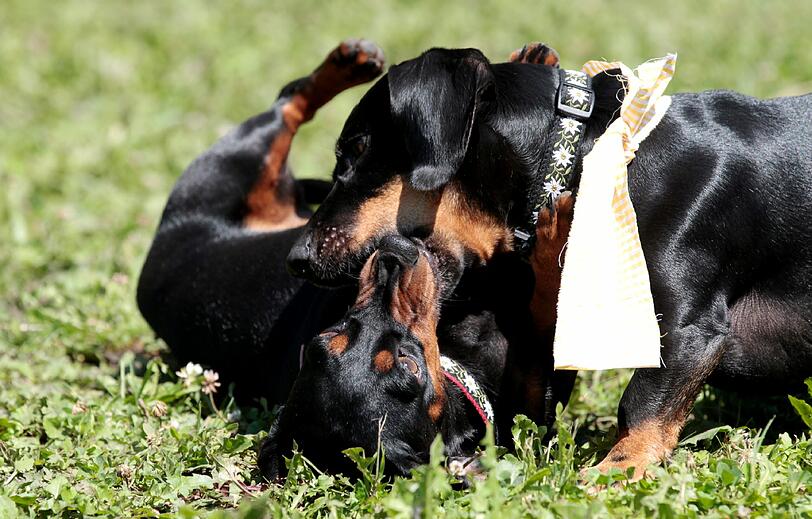 Es gehört für einen Münchner schon zum guten Ton, einmal mit einem Hund im E-Garten Gassi gewesen zu sein. Der Dackelverein München feierte heuer in Riem seine erste "Dackelparty". Es gehört für einen Münchner schon zum guten Ton, einmal mit einem Hund im E-Garten Gassi gewesen zu sein. Der Dackelverein München feierte heuer in Riem seine erste "Dackelparty".