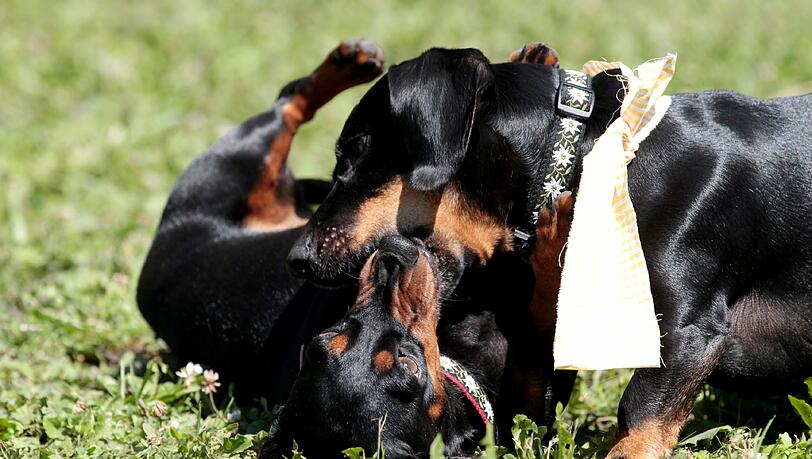 Es gehört für einen Münchner schon zum guten Ton, einmal mit einem Hund im E-Garten Gassi gewesen zu sein. Der Dackelverein München feierte heuer in Riem seine erste "Dackelparty". Es gehört für einen Münchner schon zum guten Ton, einmal mit einem Hund im E-Garten Gassi gewesen zu sein. Der Dackelverein München feierte heuer in Riem seine erste "Dackelparty".