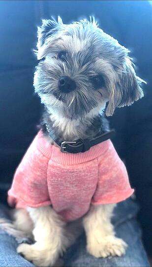 Ayla
