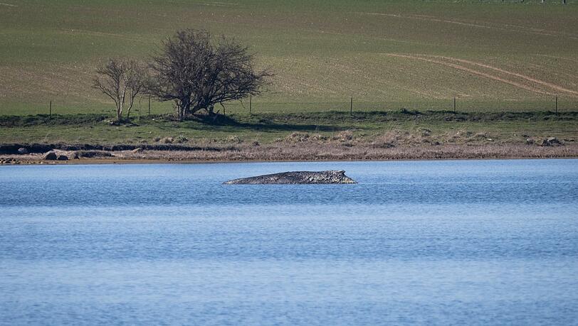 Nicht nur heute, sondern schon vor Jahrhunderten bewegte das Auftauchen von Walen an der Ostseeküste die Menschen stark. Der Blick hat sich aber gewandelt. (Archivbild) Nicht nur heute, sondern schon vor Jahrhunderten bewegte das Auftauchen von Walen an der Ostseeküste die Menschen stark. Der Blick hat sich aber gewandelt. (Archivbild)