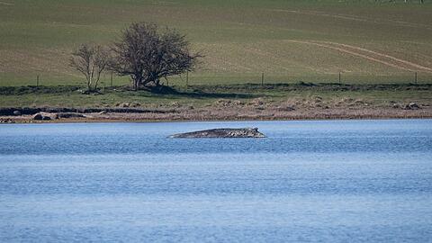 Nicht nur heute, sondern schon vor Jahrhunderten bewegte das Auftauchen von Walen an der Ostseek&uuml;ste die Menschen stark. Der Blick hat sich aber gewandelt. (Archivbild)