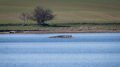 Nicht nur heute, sondern schon vor Jahrhunderten bewegte das Auftauchen von Walen an der Ostseek&uuml;ste die Menschen stark. Der Blick hat sich aber gewandelt. (Archivbild)