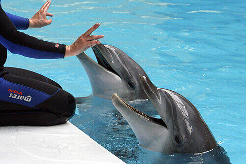 Die Flipper-Show im Tiergarten fällt aus.