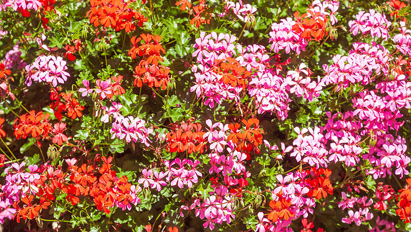 BU: Pelargonien bieten w&auml;hrend ihrer Bl&uuml;tezeit ein wahres Farbenspiel.