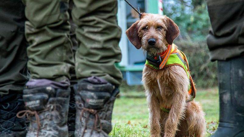 Ein Jagdhund wartet auf die Treibjagd auf Wildschweine. Foto: Jens Büttner/zb/dpa
