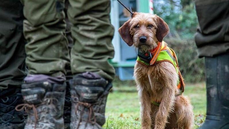 Ein Jagdhund wartet auf die Treibjagd auf Wildschweine. Foto: Jens Büttner/zb/dpa Ein Jagdhund wartet auf die Treibjagd auf Wildschweine. Foto: Jens Büttner/zb/dpa
