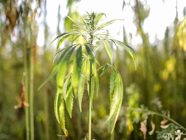 Cannabispflanzen stehen auf einem Feld. Foto: Jan Woitas/Archiv