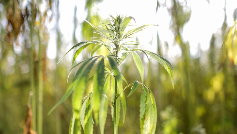 Cannabispflanzen stehen auf einem Feld. Foto: Jan Woitas/Archiv Cannabispflanzen stehen auf einem Feld. Foto: Jan Woitas/Archiv