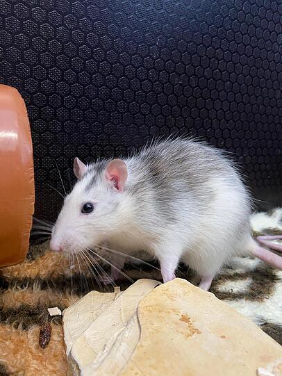 Die Farbratten-Männchen Gouda und Camembert (beide ca. 1) sind lieb, neugierig und zudem auch für Familien mit Kindern geeignet. Da Ratten äußerst soziale und kommunikative Tiere sind, müssen sie in ihrem neuen Zuhause mindestens zu dritt sein.