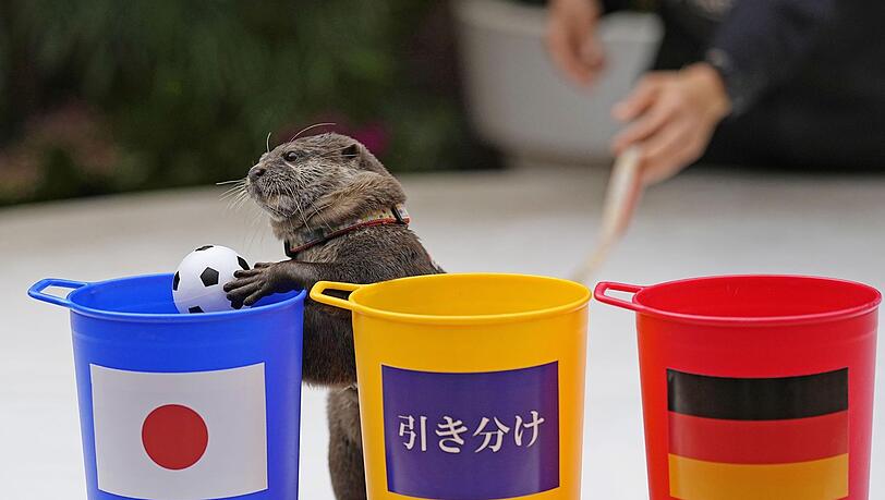 Taiyo, ein Flussotter im Maxell Aqua Park Shinagawa in Tokio, sagte den Sieg Japans gegen Deutschland voraus.