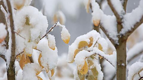 In den ersten Regionen klopft zum Beginn der Woche der Winter mit Schneefällen an (Archivbild).
