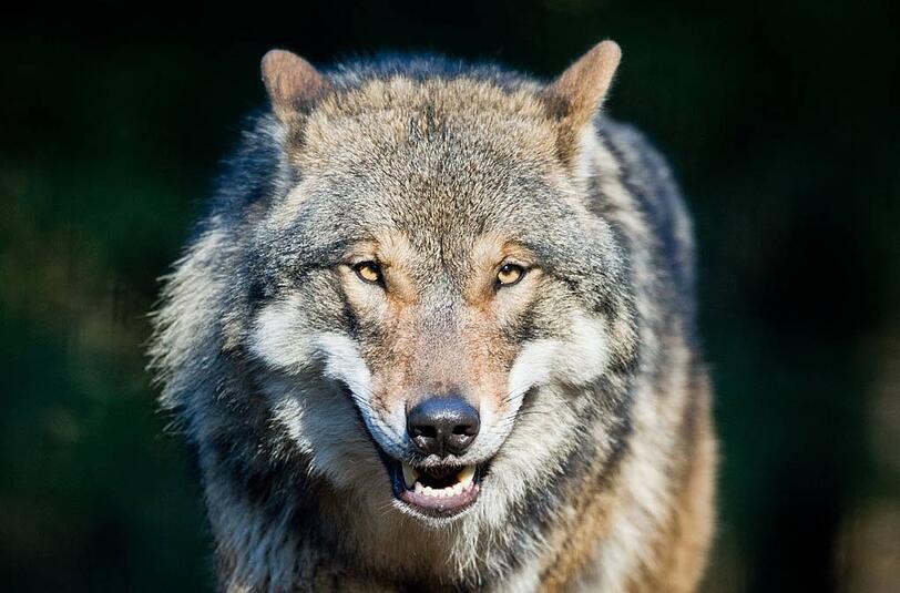 Wolf (Symbolbild).