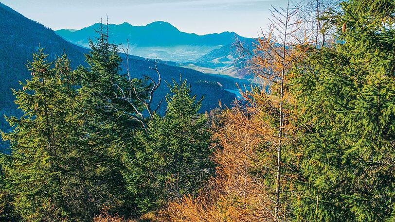 Der Blick vom Kienbergl zum Hochfelln.