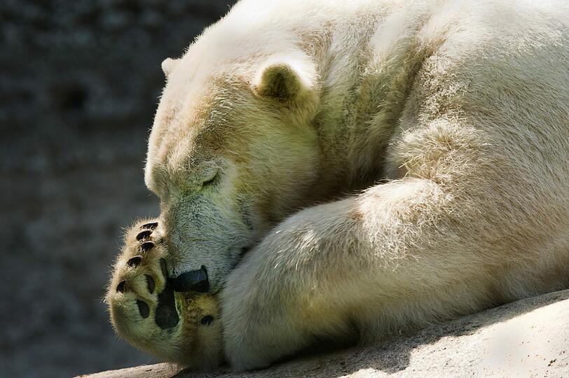 Den Eisbären macht die Hitze natürlich zu schaffen! Bilder aus dem Tierpark Hellabrunn!