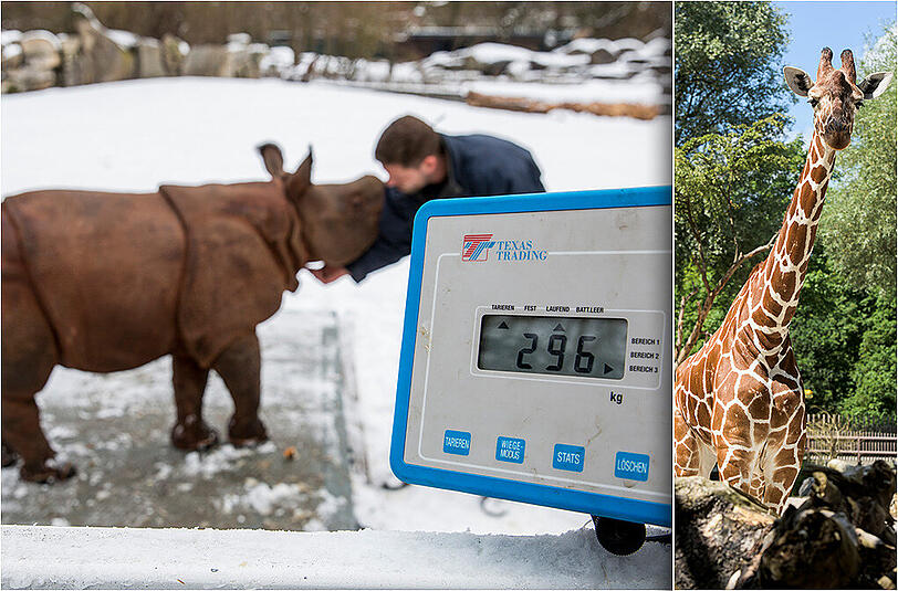 19.364. So viele Tiere wurden währen der Inventur im Tierpark Hellabrunn erfasst.
